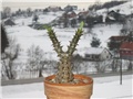 pachypodium baronii windsorii